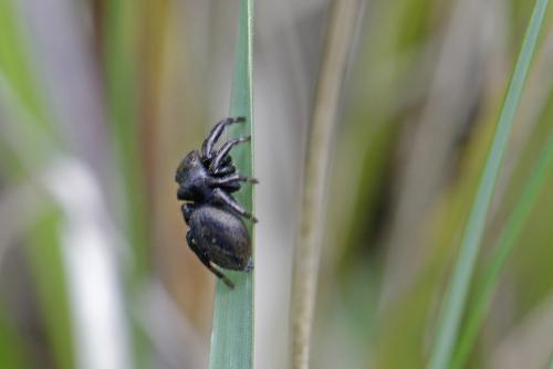 Evarcha arcuata